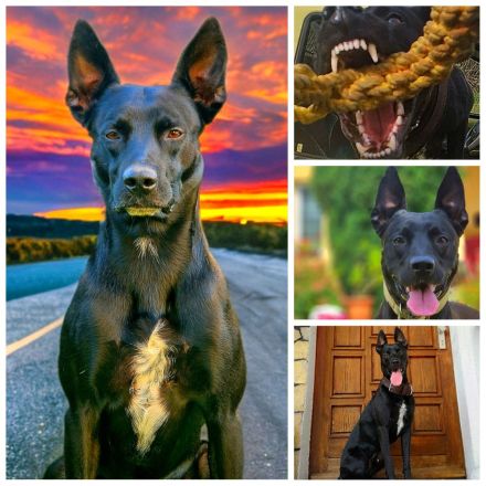 Bildschöne Malinoispubbys in dunkler Farbe!