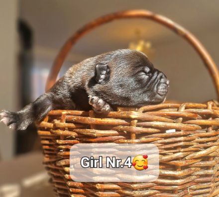 Bildschöne Malinoispubbys in dunkler Farbe!