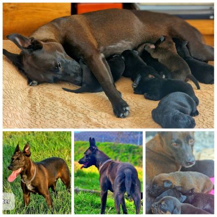 Bildschöne Malinoispubbys in dunkler Farbe!