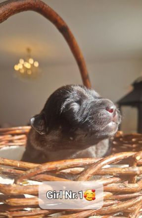 Bildschöne Malinoispubbys in dunkler Farbe!
