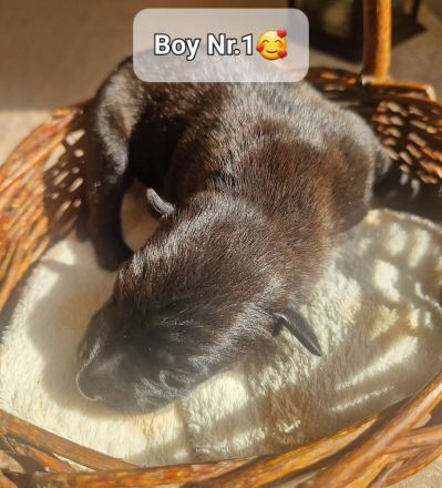 Bildschöne Malinoispubbys in dunkler Farbe!