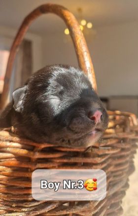 Bildschöne Malinoispubbys in dunkler Farbe!