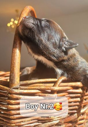 Bildschöne Malinoispubbys in dunkler Farbe!