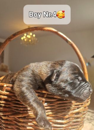 Bildschöne Malinoispubbys in dunkler Farbe!