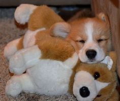 Gut erzogene Corgi-Welpen abgabebereit