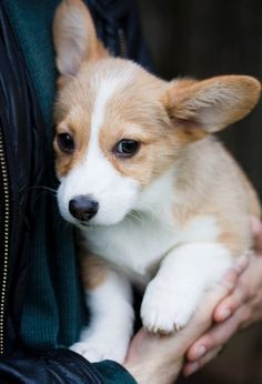 Gut erzogene Corgi-Welpen abgabebereit