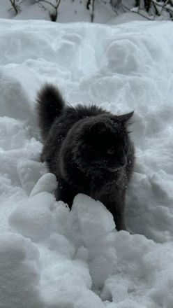 Zauberhafte Glückskätzchen (3-farbig) Maine-Coon Mix