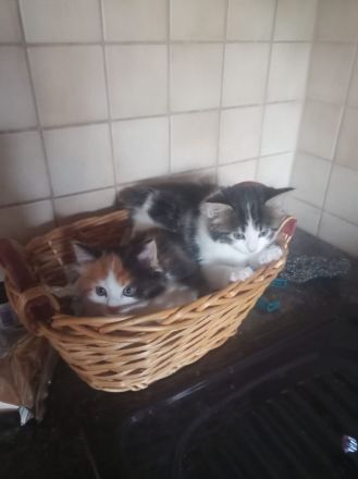 Zauberhafte Glückskätzchen (3-farbig) Maine-Coon Mix