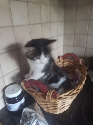 Zauberhafte Glückskätzchen (3-farbig) Maine-Coon Mix