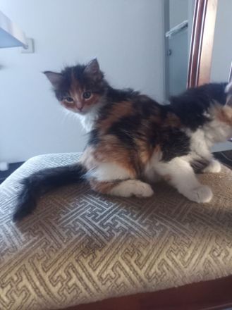 Zauberhafte Glückskätzchen (3-farbig) Maine-Coon Mix