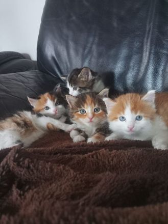 Zauberhafte Glückskätzchen (3-farbig) Maine-Coon Mix