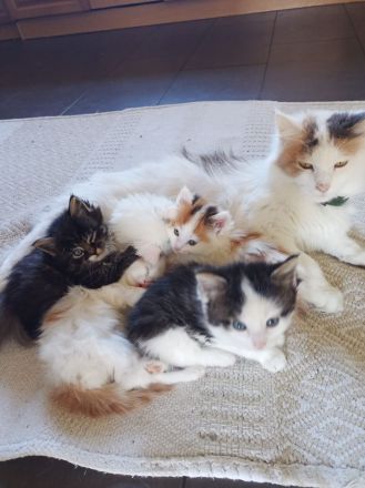 Zauberhafte Glückskätzchen (3-farbig) Maine-Coon Mix