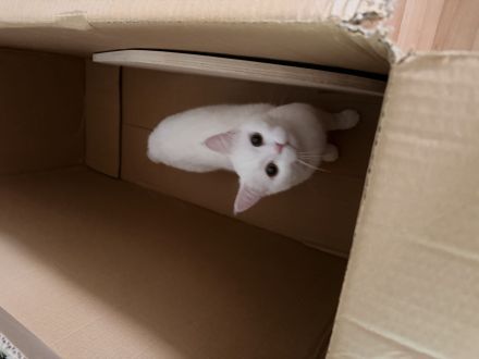 Süße BKH / BKL mix Kitten