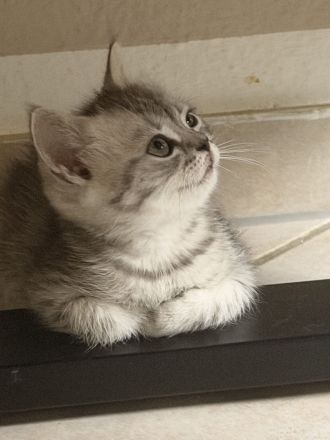 Süße BKH / BKL mix Kitten