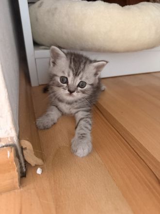 Süße BKH / BKL mix Kitten