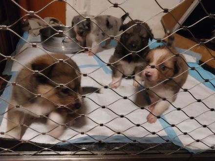 Border-Collie-Australian-Shepherd-Mix-Welpen