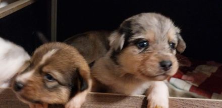 Border-Collie-Australian-Shepherd-Mix-Welpen