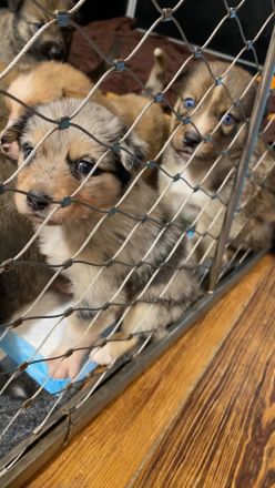 Border-Collie-Australian-Shepherd-Mix-Welpen