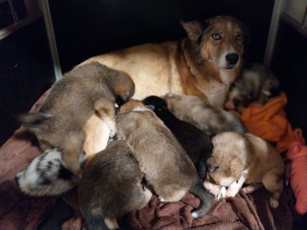 Border-Collie-Australian-Shepherd-Mix-Welpen