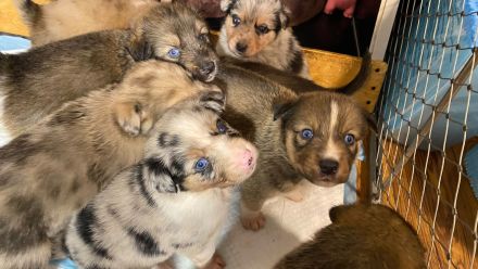 Border-Collie-Australian-Shepherd-Mix-Welpen