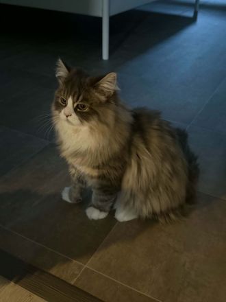 Süßer 4 Monate alter Perserkater sucht ein liebevolles Zuhause!