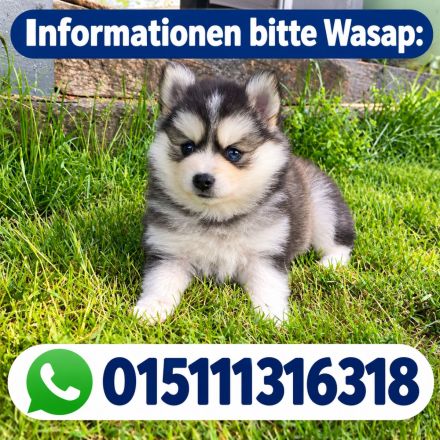 wunderschönen Pomsky-Welpen suchen liebevolle