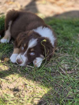 Süßer Border Collie Rüde braun-weiß