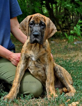 Deutsche Dogge Welpen