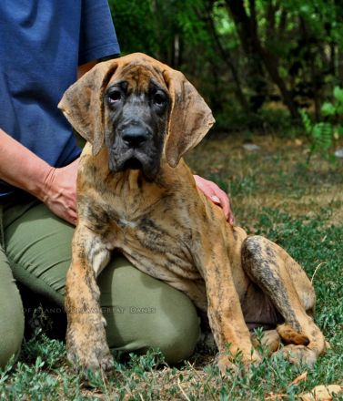 Deutsche Dogge Welpen