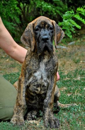 Deutsche Dogge Welpen