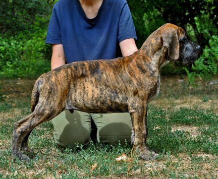 Deutsche Dogge Welpen