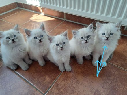 Jungkater, Neva Masquarade , 12 Wochen alt