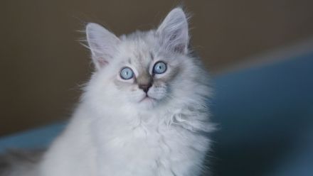 Jungkater, Neva Masquarade , 12 Wochen alt