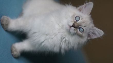 Jungkater, Neva Masquarade , 12 Wochen alt