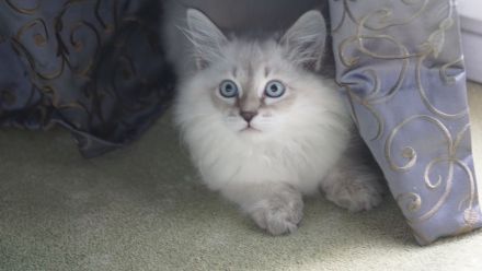 Jungkater, Neva Masquarade , 12 Wochen alt