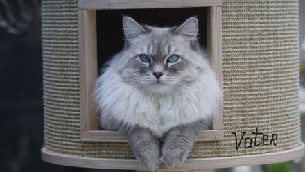 Jungkater, Neva Masquarade , 12 Wochen alt