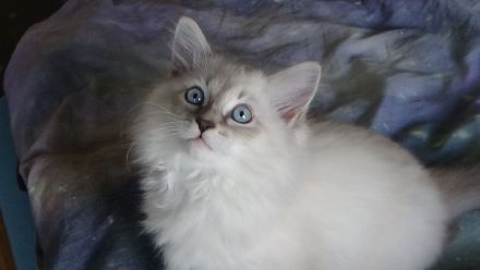 Jungkater, Neva Masquarade , 12 Wochen alt