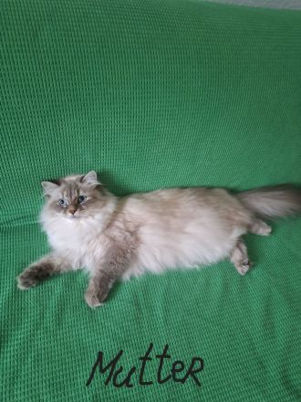 Jungkater, Neva Masquarade , 12 Wochen alt