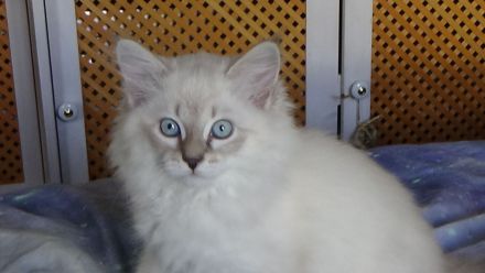 Jungkater, Neva Masquarade , 12 Wochen alt