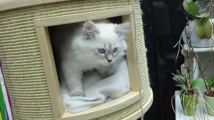 Jungkater, Neva Masquarade , 12 Wochen alt