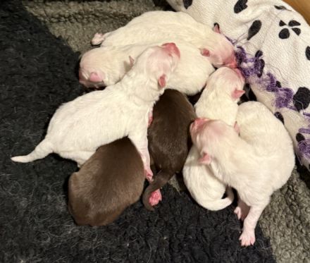7 Großspitz Welpen am 07.10.2026 geworfen