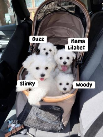 Malteserwelpen zur Adoption