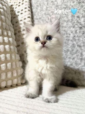 Kitten