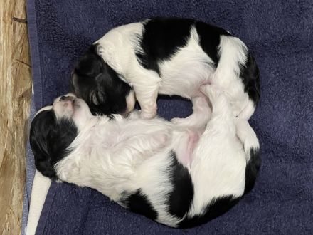 Bezaubernde Bolonka-Shih-Tzu-Malteser-Mix