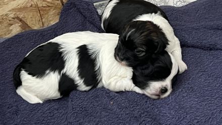 Bezaubernde Bolonka-Shih-Tzu-Malteser-Mix