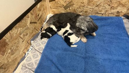 Bezaubernde Bolonka-Shih-Tzu-Malteser-Mix