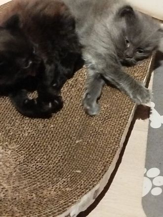 Bkh Mix kitten männlich und weiblich