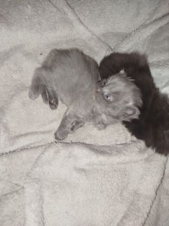 Bkh Mix kitten männlich und weiblich