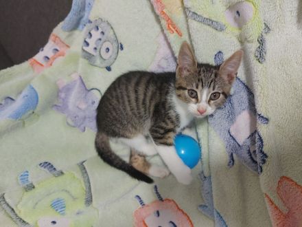 5 liebevolle EKH-Kitten (3 Monate) suchen ihr Für-Immer-Zuhause gegen Schutzgebühr