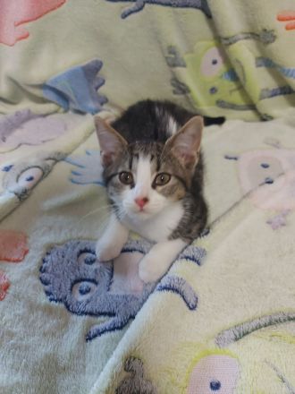 5 liebevolle EKH-Kitten (3 Monate) suchen ihr Für-Immer-Zuhause gegen Schutzgebühr